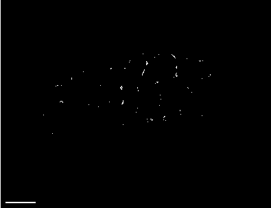 Method for detecting Hg&lt;2+&gt; by fluorescence quenching