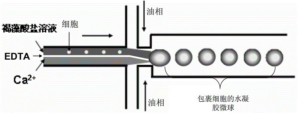 Integrated multifunctional controllable cell control and analysis micro-fluidic chip and application thereof