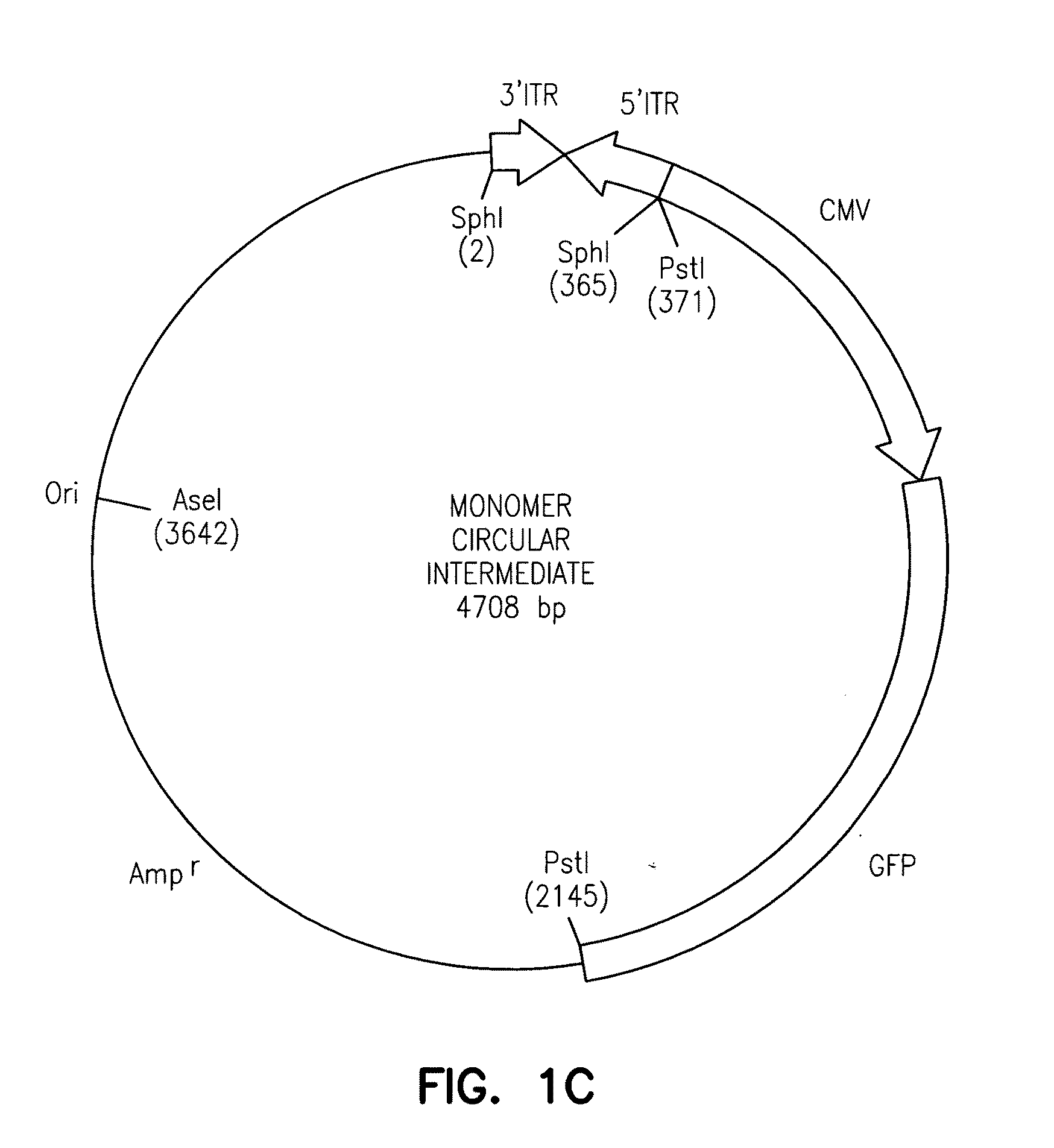 Adeno-associated virus vectors