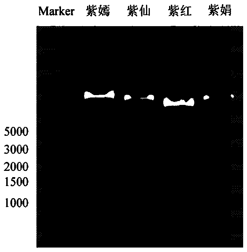 InDel markers for identifying purple tea tree varieties, and combination and application of InDel markers