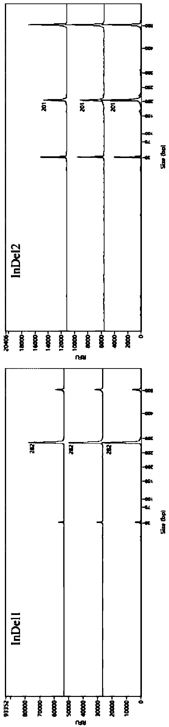 InDel markers for identifying purple tea tree varieties, and combination and application of InDel markers