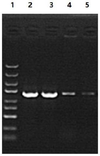 Long-chain non-coding RNA marker for early diagnosis of malignant melanoma and application thereof