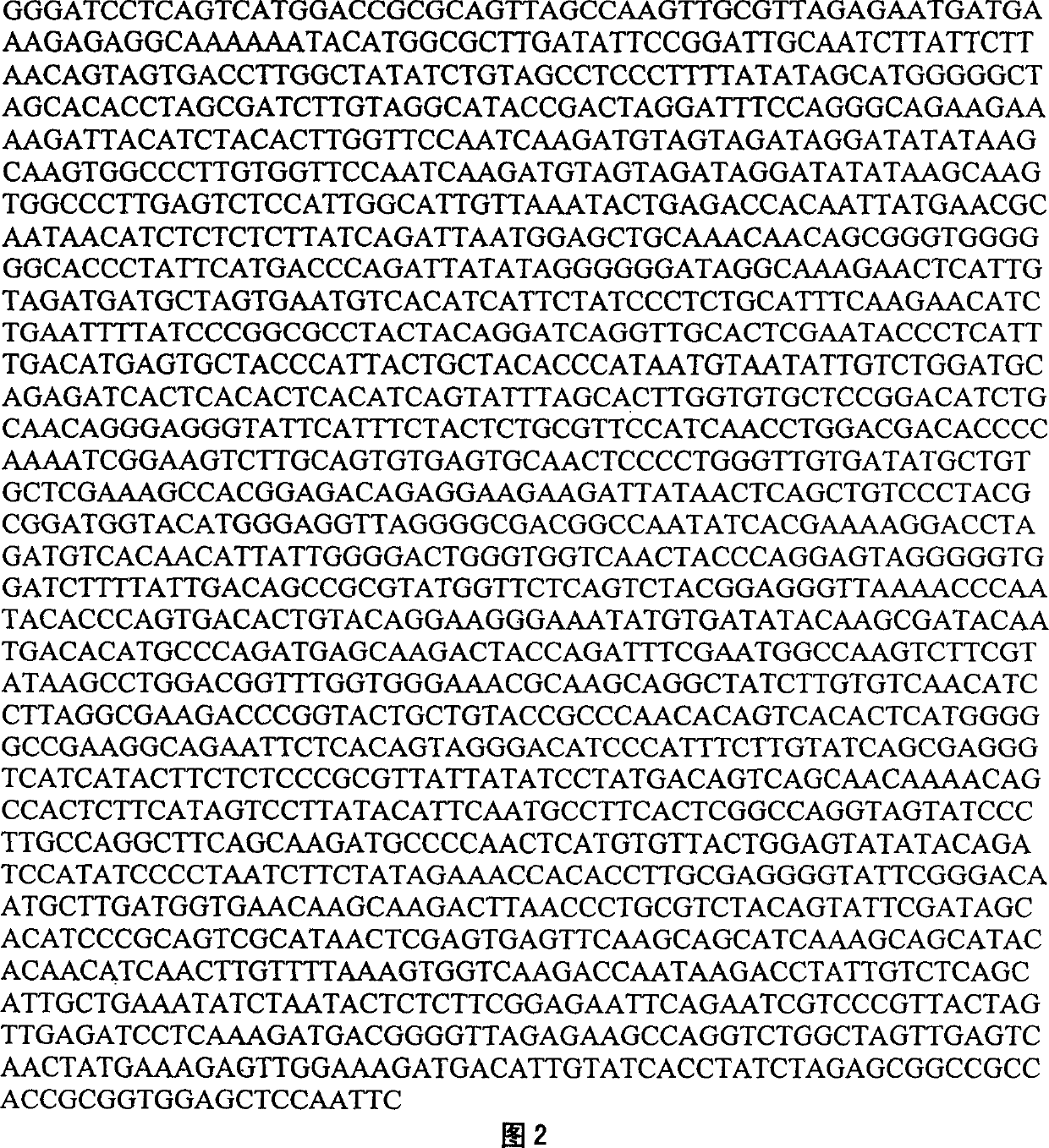 Newcastle disease virus HN and chick anemia virus VP3 gene joined antineoplastic biologic preparation