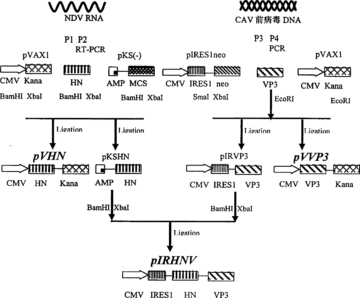 Newcastle disease virus HN and chick anemia virus VP3 gene joined antineoplastic biologic preparation