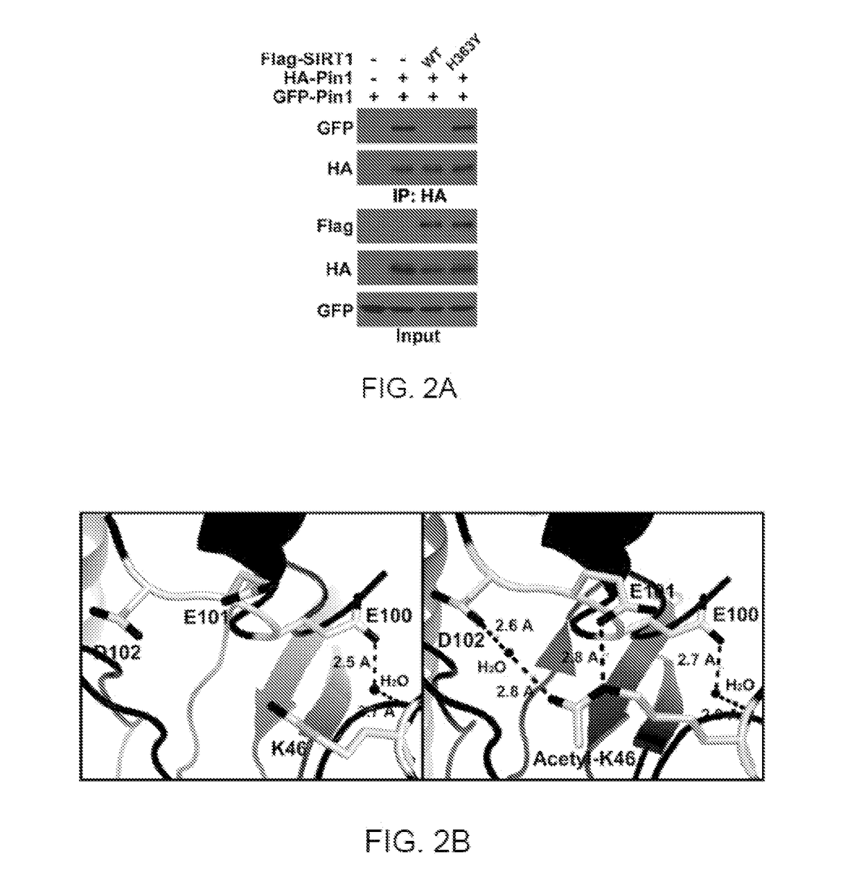 Atra for modulating pin1 activity and stability