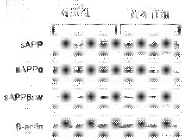 Application of baicalin