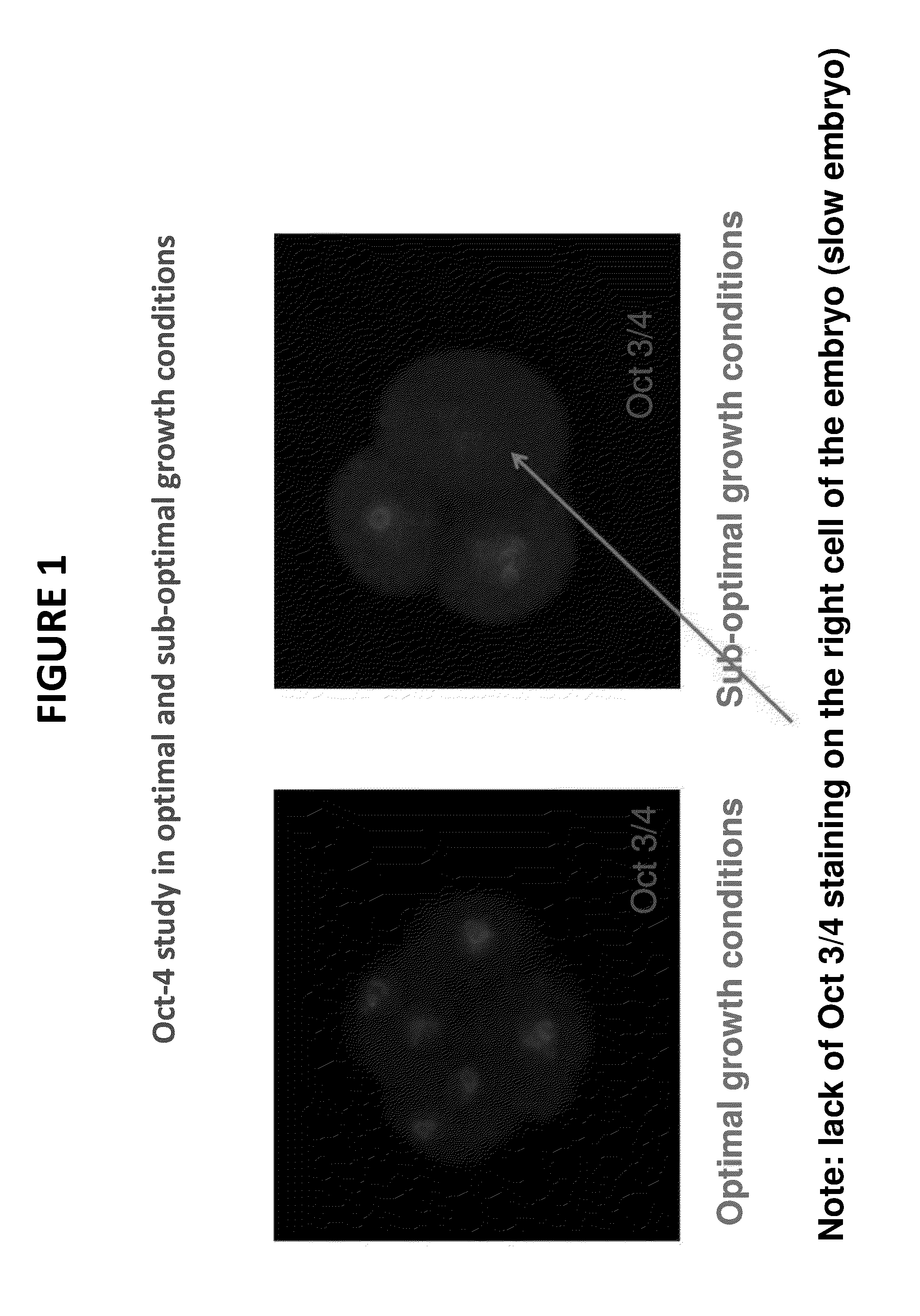 Method and quality control molecular based mouse embryo assay for use with in vitro fertilization technology