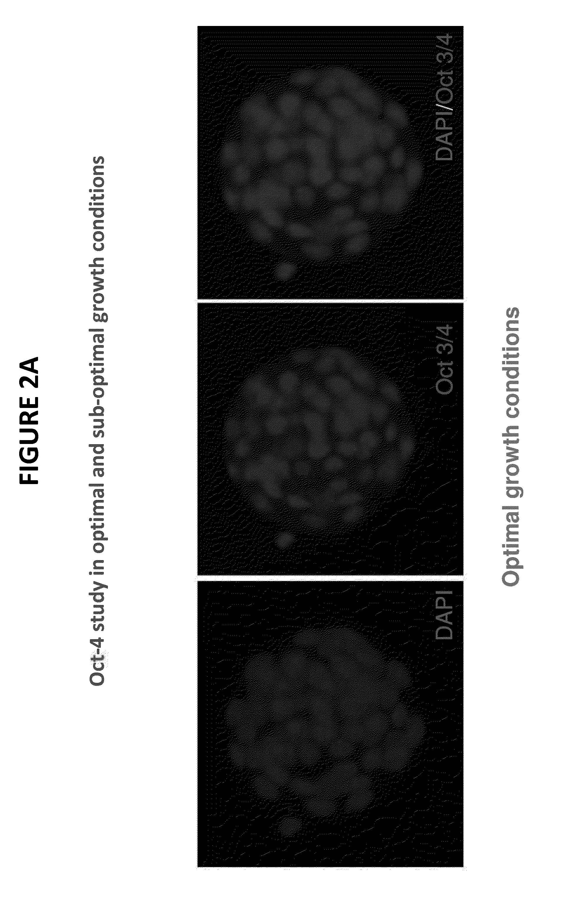 Method and quality control molecular based mouse embryo assay for use with in vitro fertilization technology