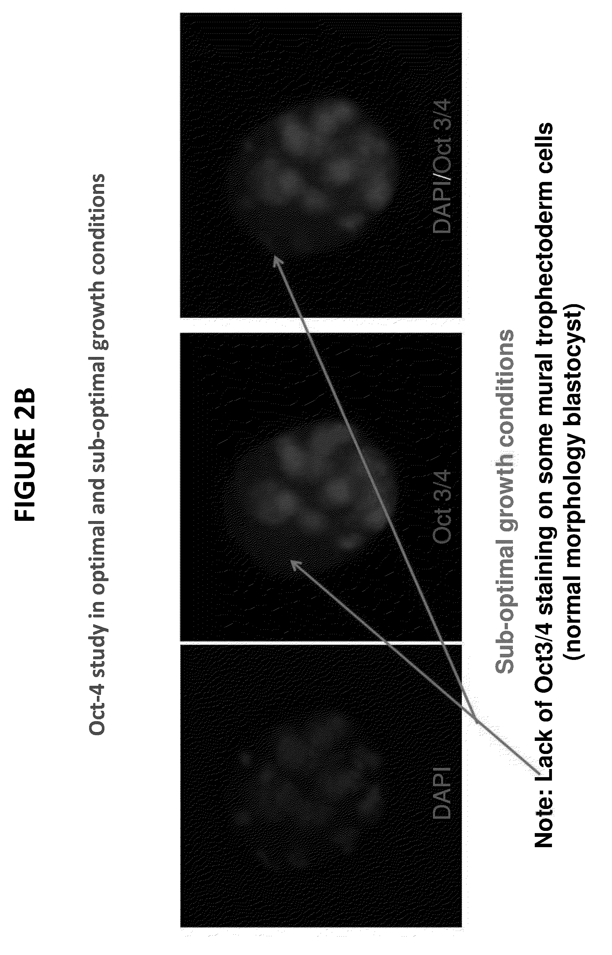 Method and quality control molecular based mouse embryo assay for use with in vitro fertilization technology