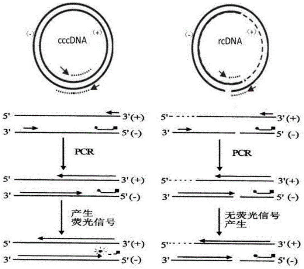 Qualitative and absolute quantification kit for detecting hepatitis B virus cccDNA