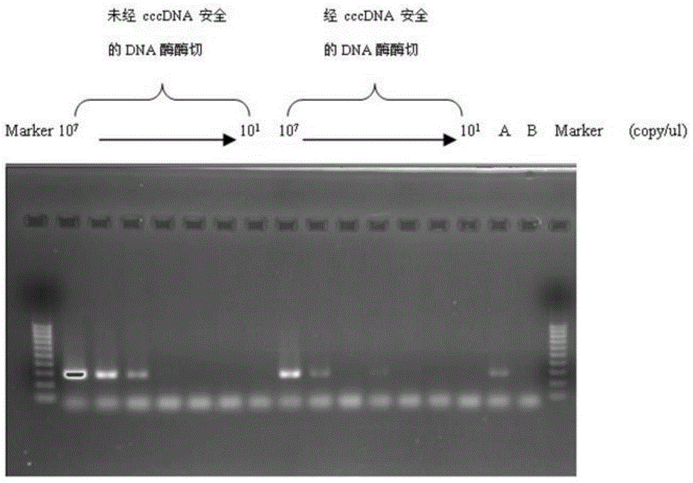 Qualitative and absolute quantification kit for detecting hepatitis B virus cccDNA