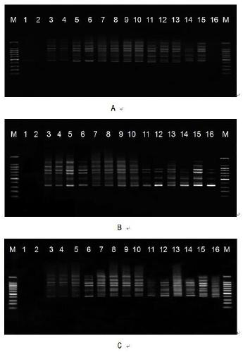 Veratrum ISSR-PCR molecular marking method