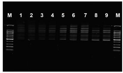 Veratrum ISSR-PCR molecular marking method