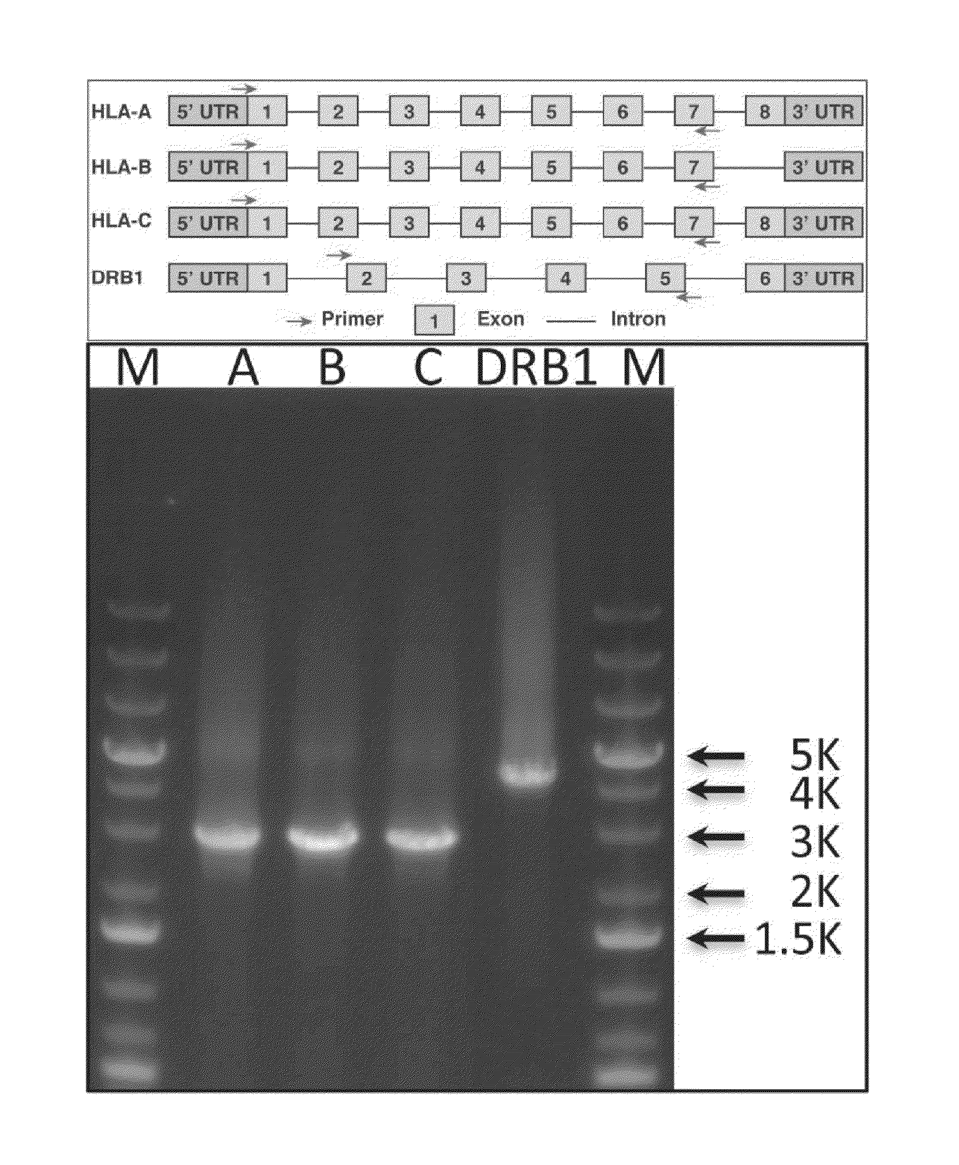 Software haplotying of HLA loci