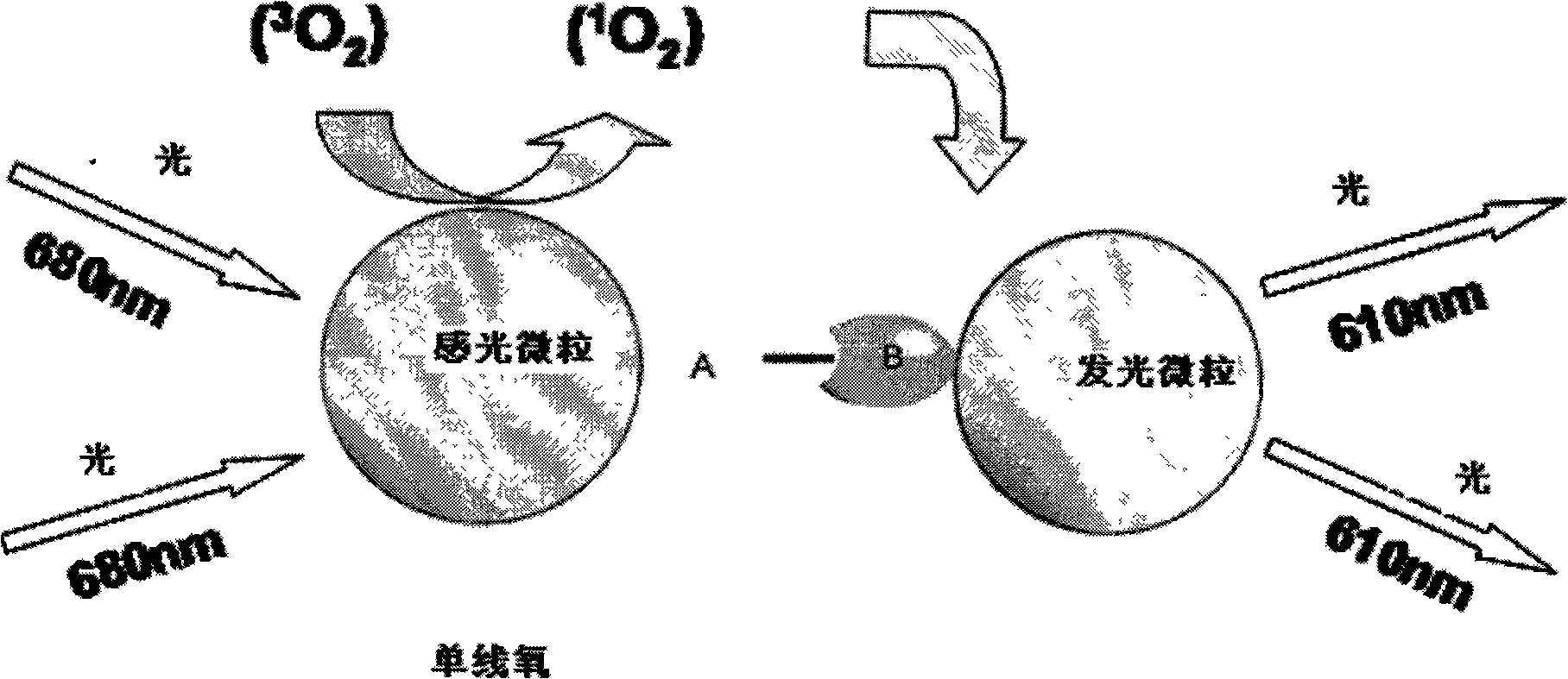 Detection micro particle of thyroid stimulating hormone and preparation and application thereof