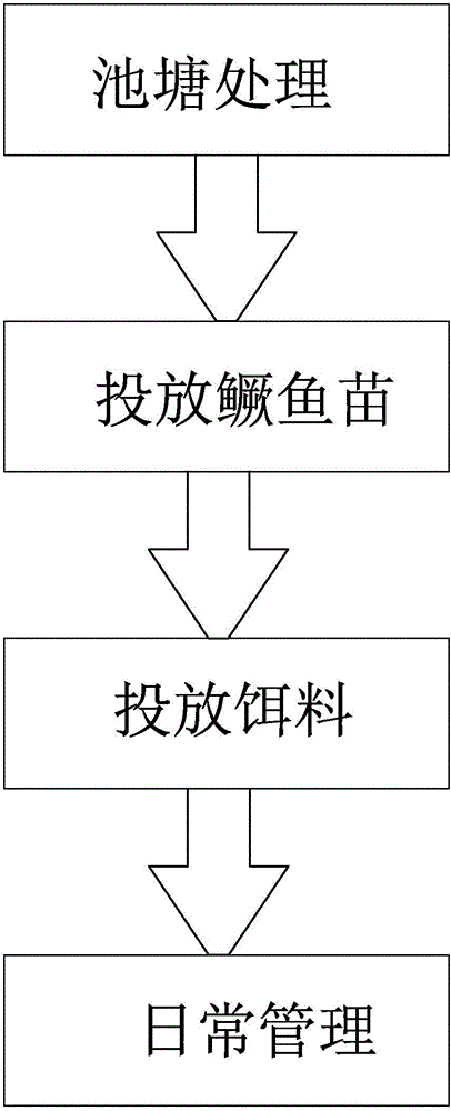 Method for cultivating Siniperca chuatsi