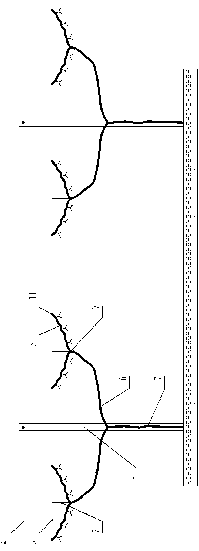 Grape culture method