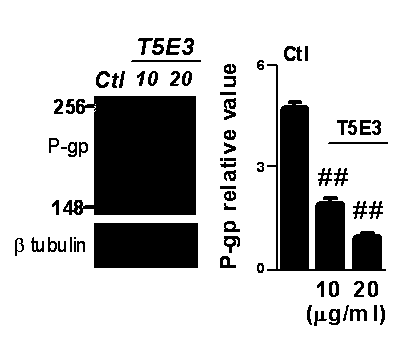 Application of blocking antibody T5E3 to reversing of tumor multidrug resistance