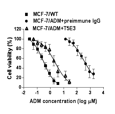 Application of blocking antibody T5E3 to reversing of tumor multidrug resistance