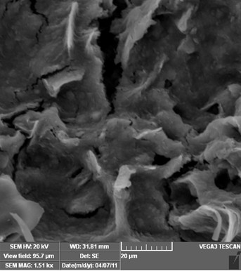 Extraction method of ginkgo leaf flavonoids based on steam explosion