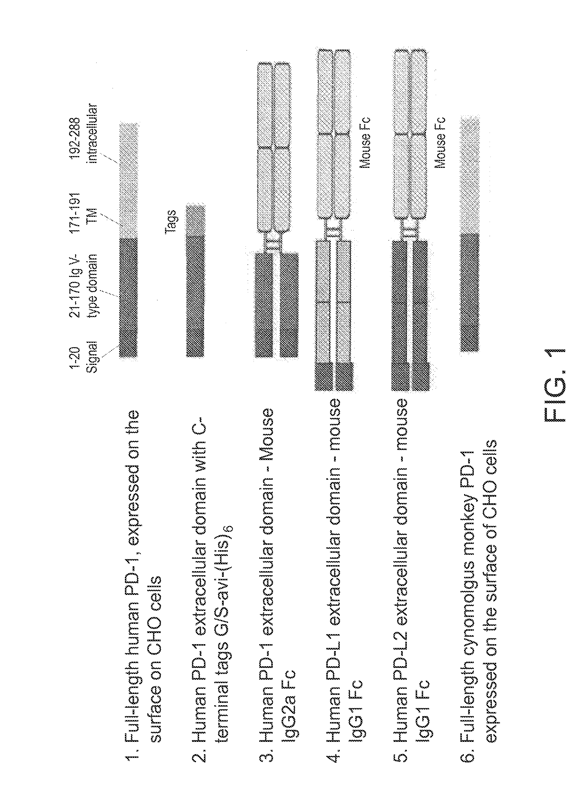 Antibodies directed against programmed death-1 (pd-1)