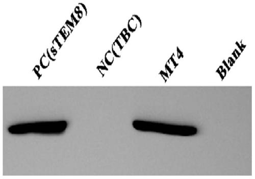 Tumor vascular endothelial cell marker 8 mutant, its fusion protein and application