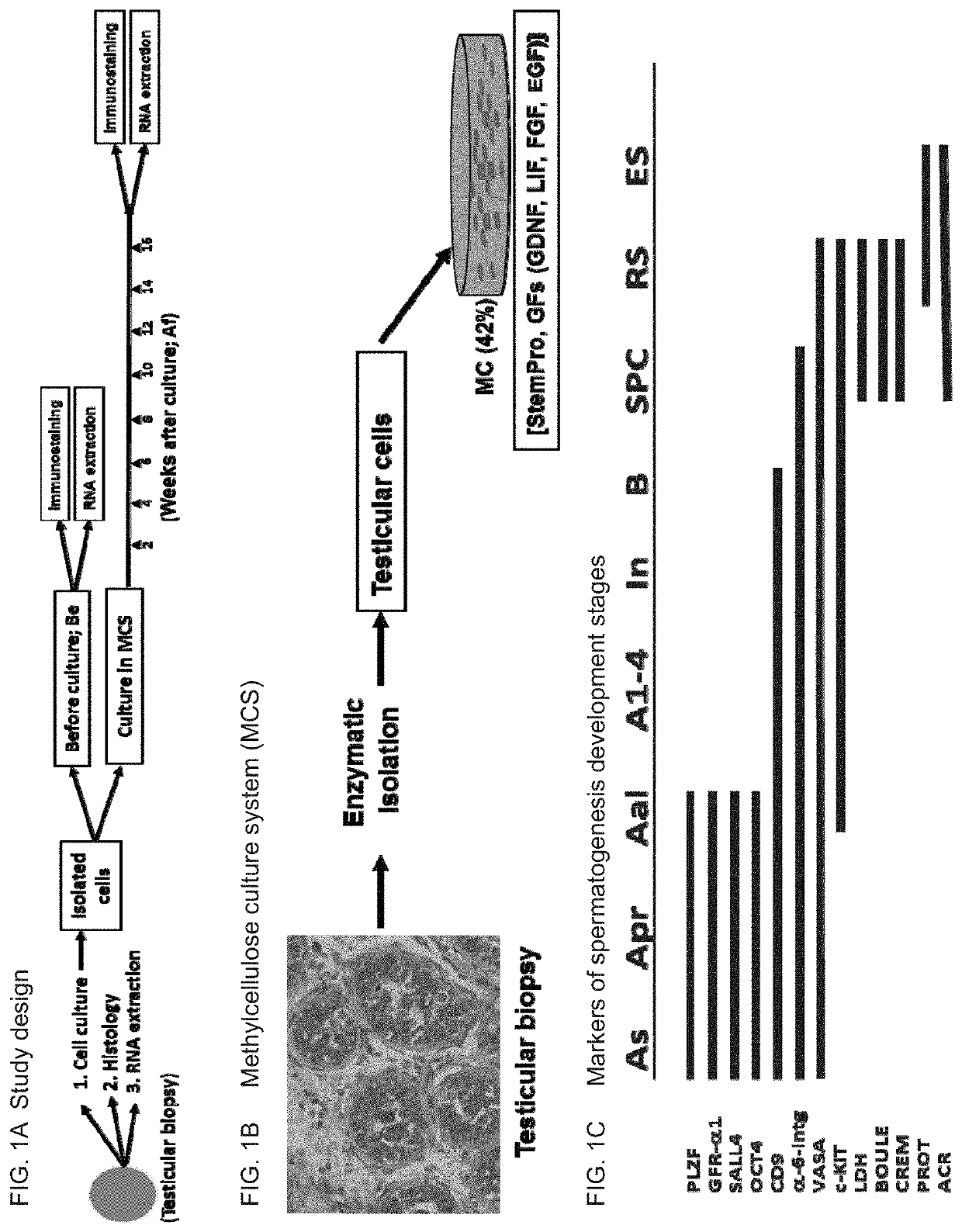 Methods of maturation of human spermatogonium