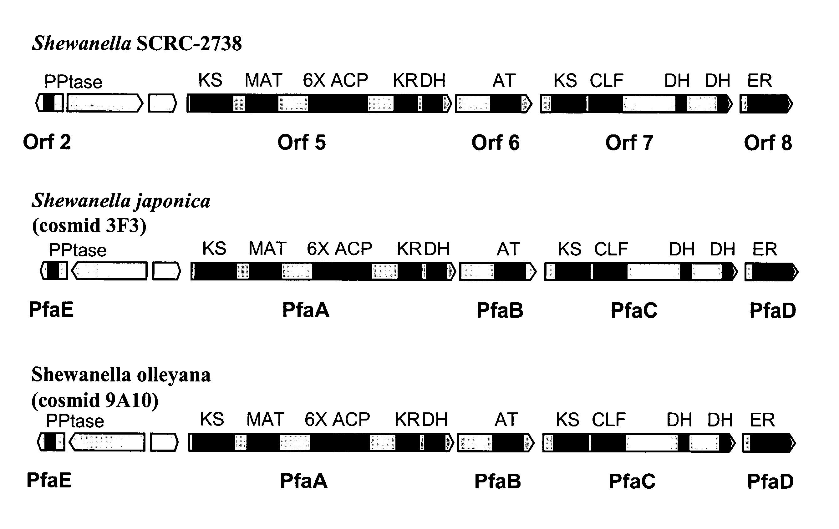 PUFA polyketide synthase systems and uses thereof