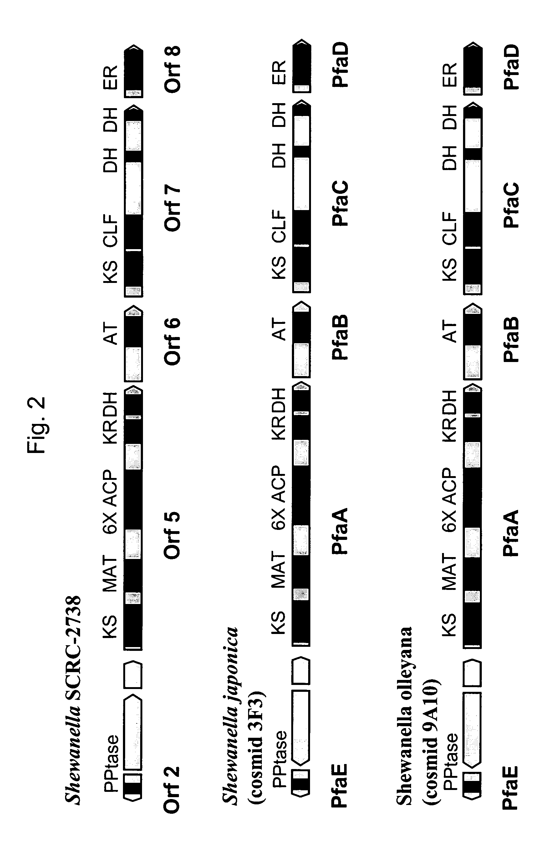 PUFA polyketide synthase systems and uses thereof