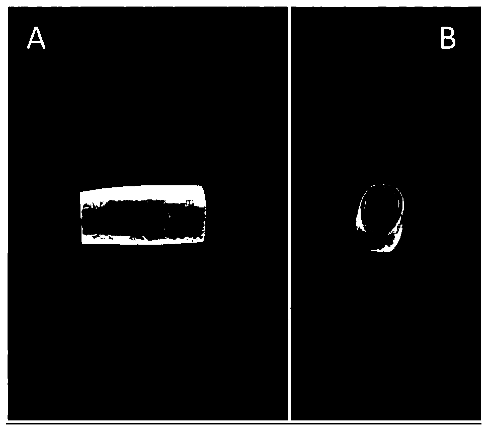 A biological scaffold material for root regeneration, preparation method and application thereof