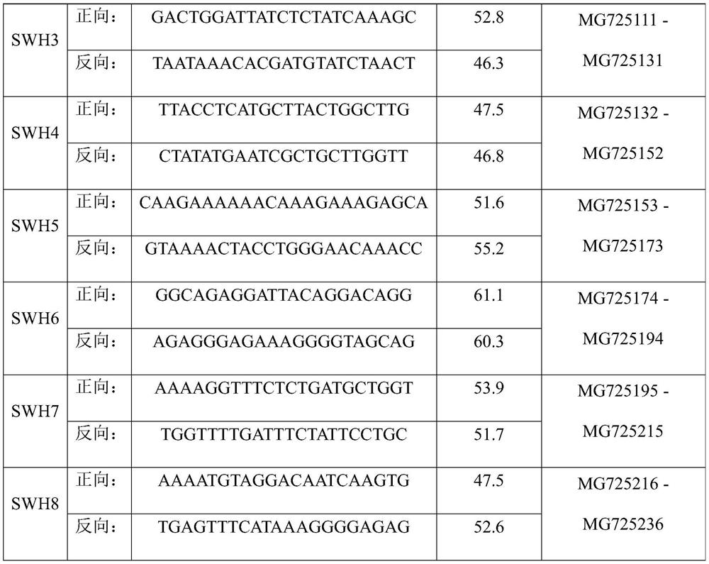 Amplification primers, screening methods and identification methods for identification of olive varieties based on SNP sites