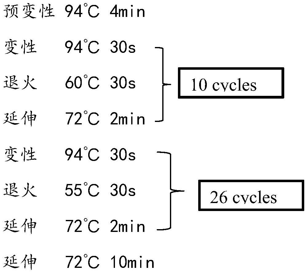 Amplification primers, screening methods and identification methods for identification of olive varieties based on SNP sites