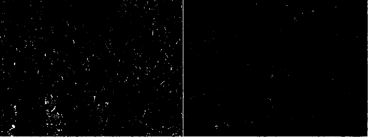 Soil purifying agent and preparation method thereof