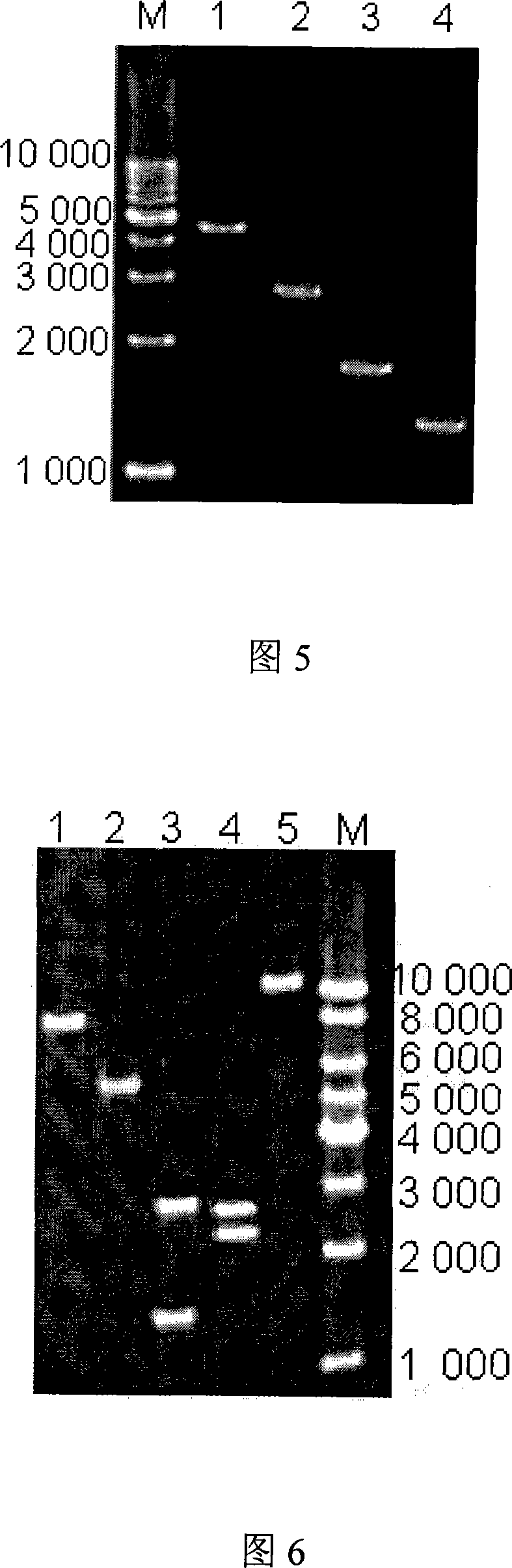 Brucella molecule marking and virulence deletion attenuated vaccine and preparation method