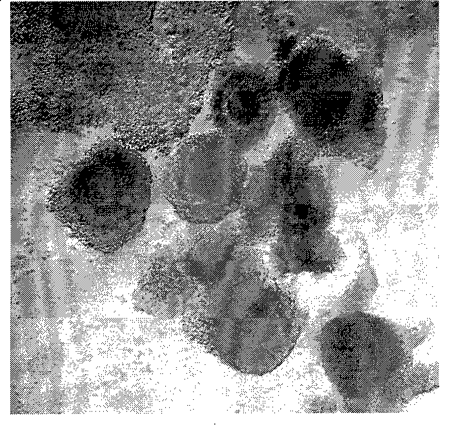 Method for cloning embryo by nuclear transfer of bovine somatic cells