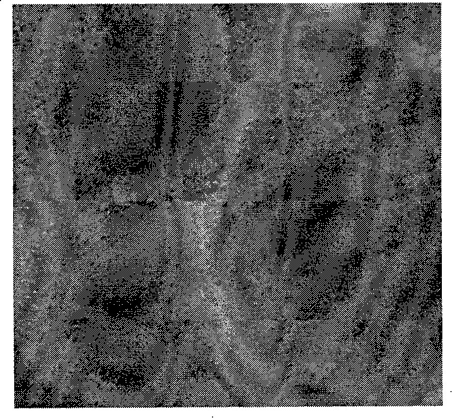 Method for cloning embryo by nuclear transfer of bovine somatic cells