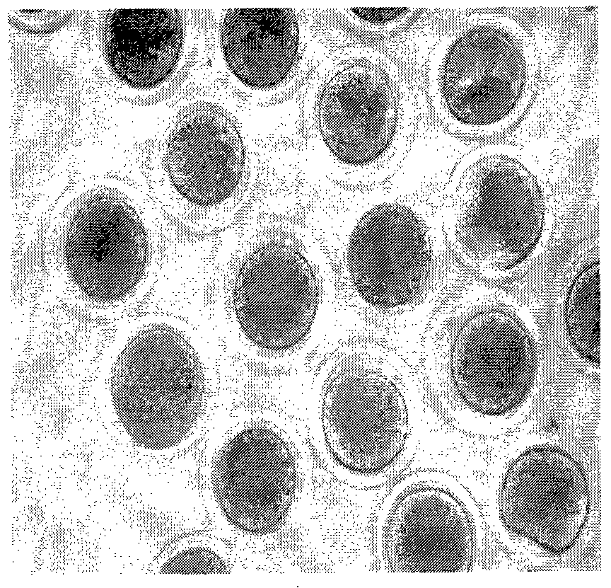 Method for cloning embryo by nuclear transfer of bovine somatic cells