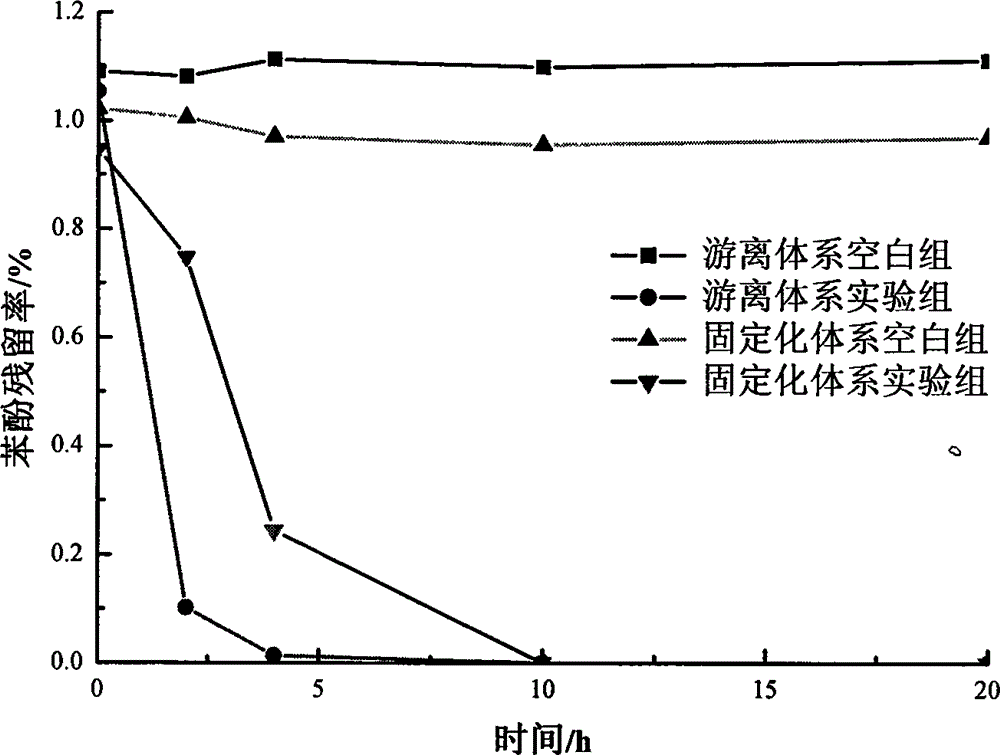 Method for degrading trichloroethylene by virtue of biological carbon immobilized microorganism co-metabolism