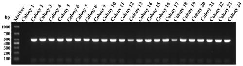 Application of single domain antibody specific for V5 tag protein