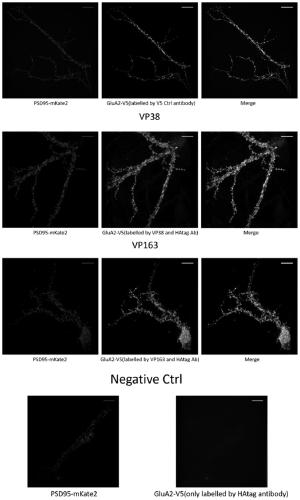 Application of single domain antibody specific for V5 tag protein