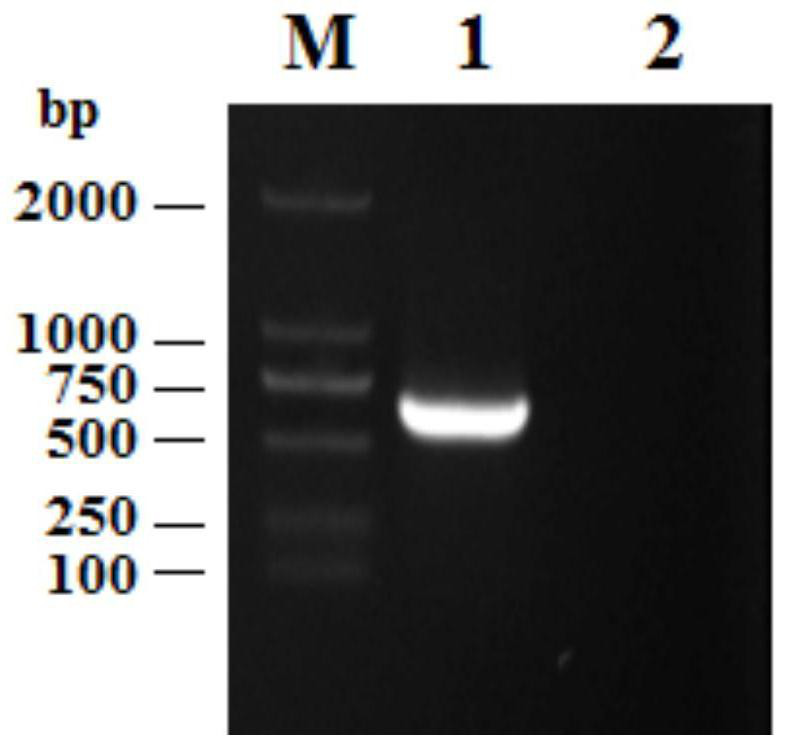 Feline interferon ω, its encoding gene and its application in antiviral