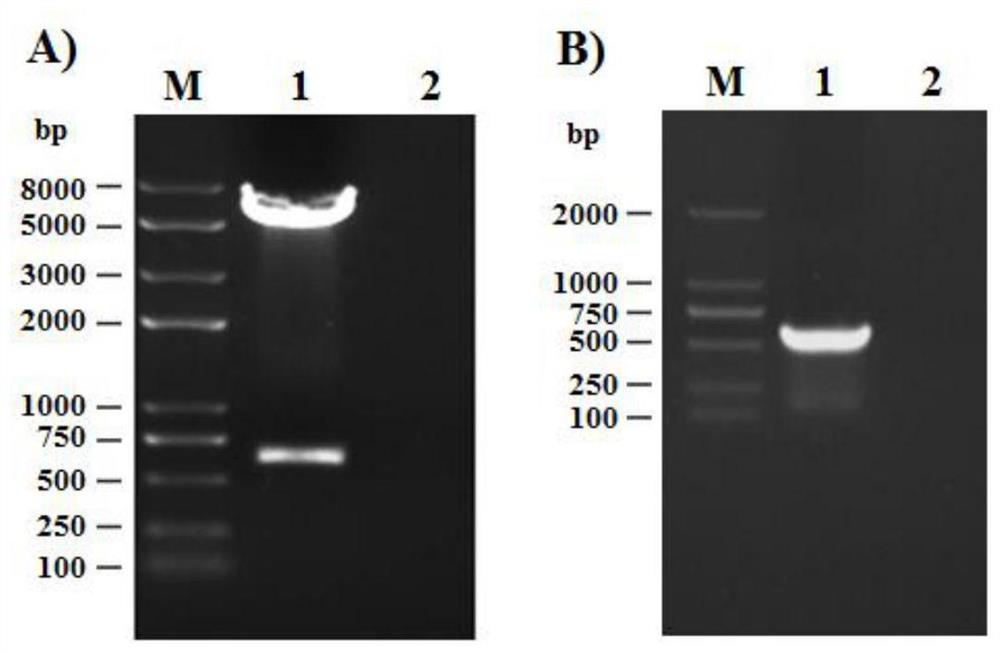 Feline interferon ω, its encoding gene and its application in antiviral