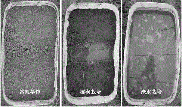 Research method for influences of paddy-upland rotation on soil properties