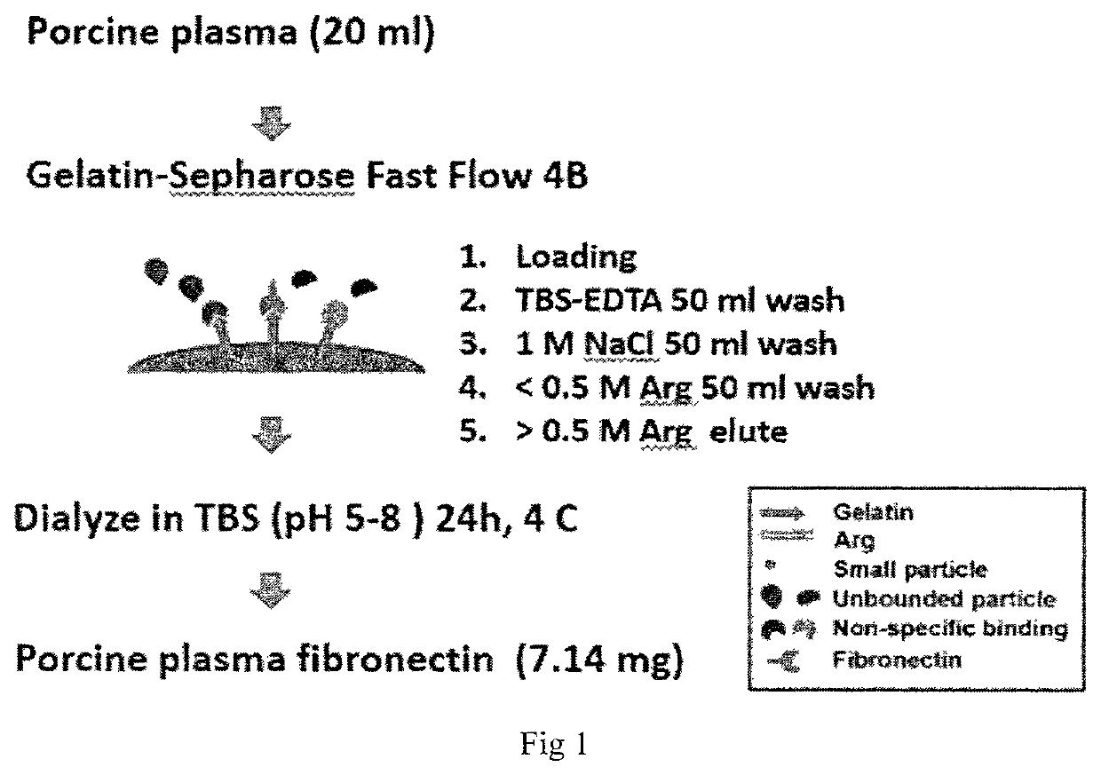 Process for a preparation of the modified porcine plasma fibronectin for enhance wound healing