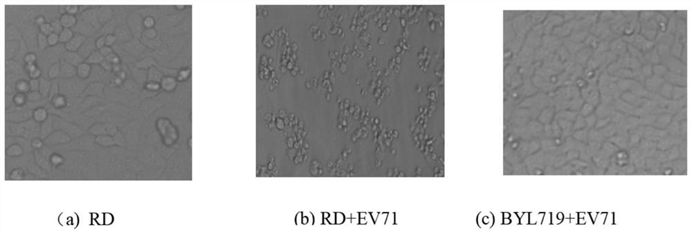 Application of alpelisib compound in preparation of anti-ev71 virus medicine