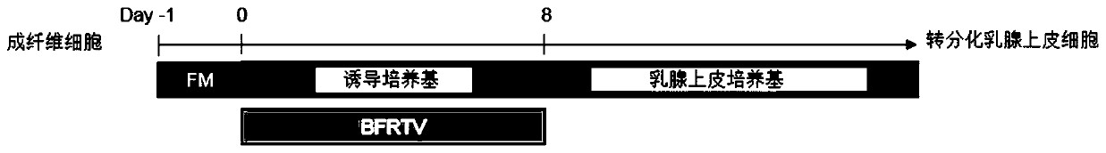 Method for transdifferentiation of somatic cells into mammary epithelial cells by using small-molecule compound through in-vitro induction