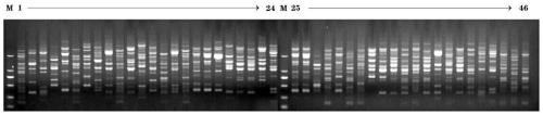 Nymphaea tetragona DNA fingerprint, primer to acquire same and construction method of Nymphaea tetragona DNA fingerprint