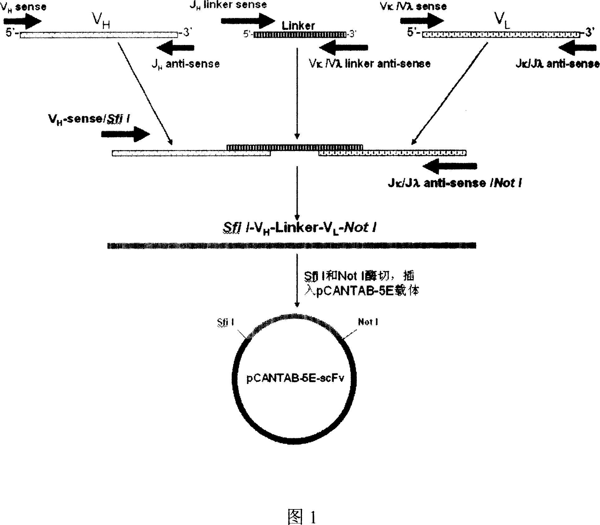 Human antibody and expression thereof