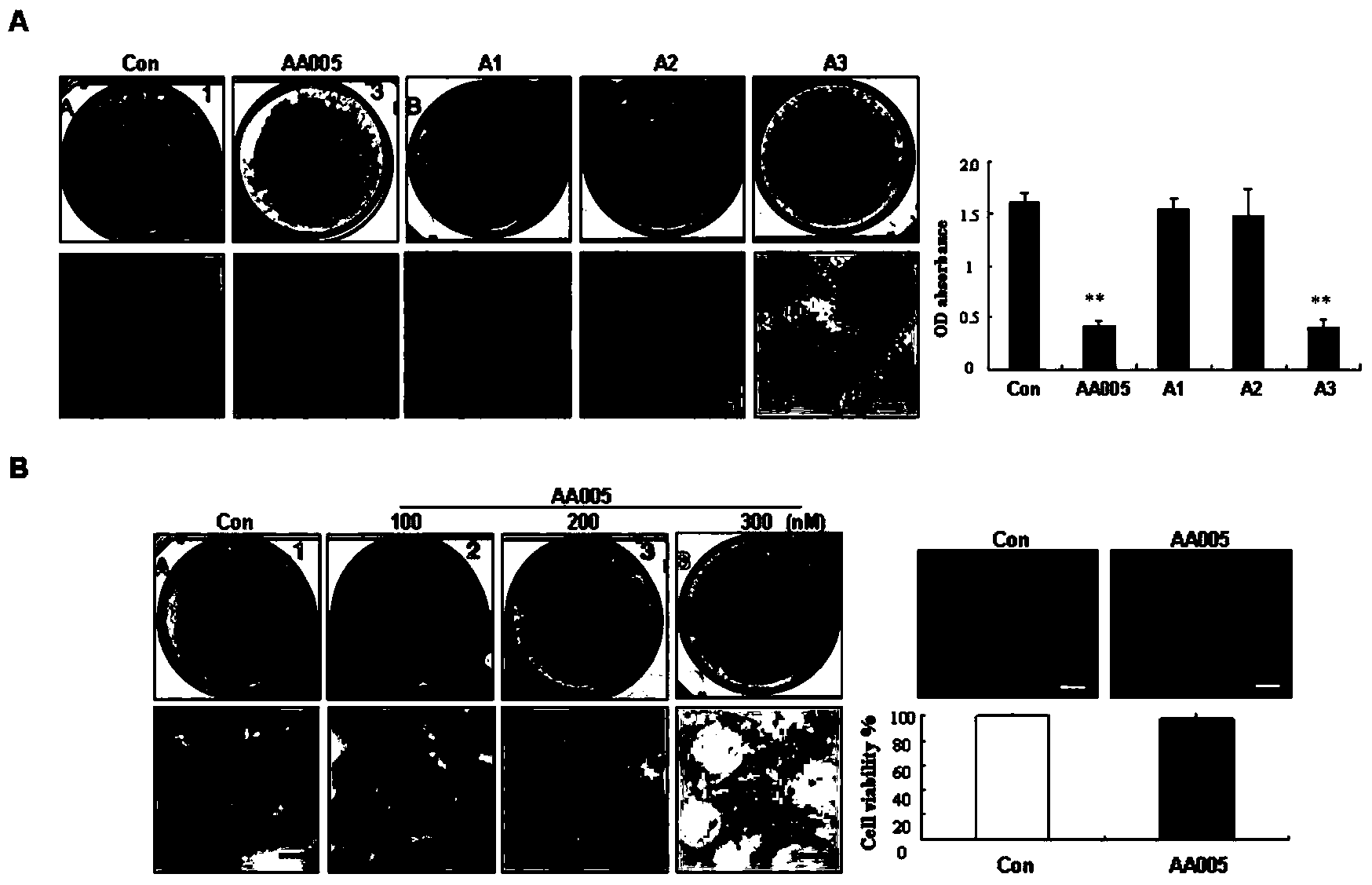 Method for accurately and rapidly identifying drug target of active compound obtained by phenotypic screening