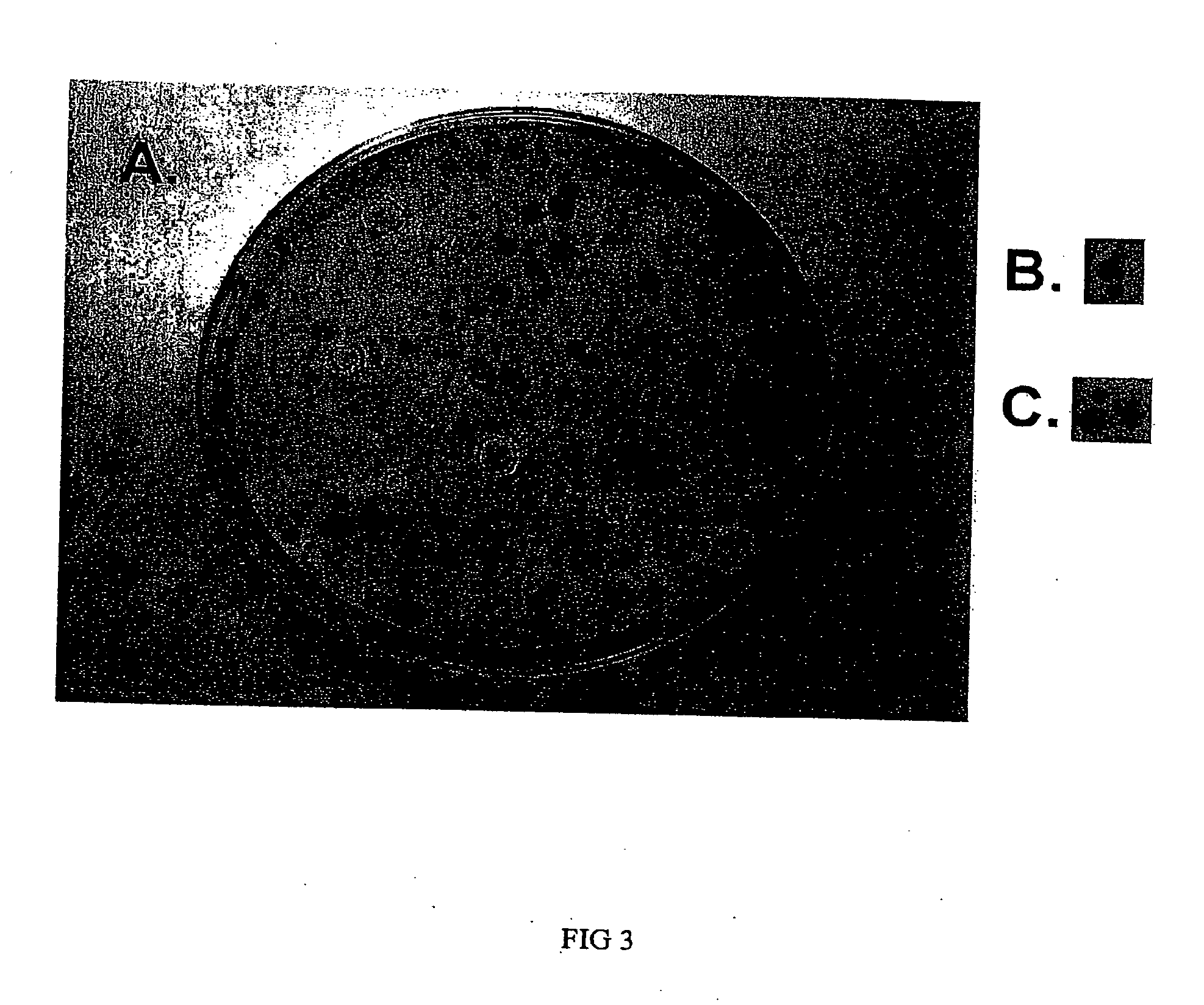 Methods to accelerate the isolation of novel cell strains from pluripotent stem cells and cells obtained thereby